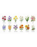 Floral Collection 1 Floral Collection 1